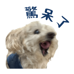 MOMO的日常（二）