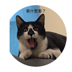 該死的可愛們