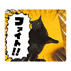 aiueo_20250427141005 neko