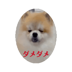 KOTA SUTA2