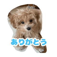 koko_20250427204841