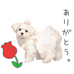 StampNo:5284