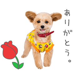 StampNo:5288