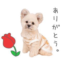 StampNo:5277