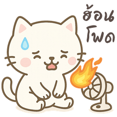 Cougar, Funny Cat (E-San)
