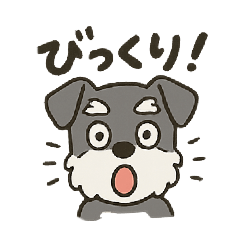 渋かわシュナウザー爺さん！今日も絶好調！