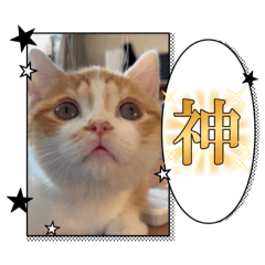 PONZU CUTE_CAT