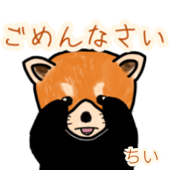 Chii's lesser panda