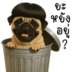 Puppy, Funny Dog (Kum-muang)