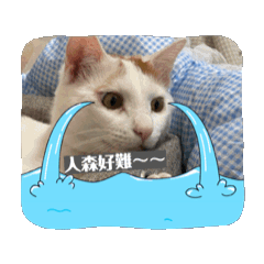 貓ㄉ人生