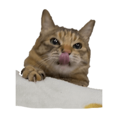 nyamnyam_20250428204337