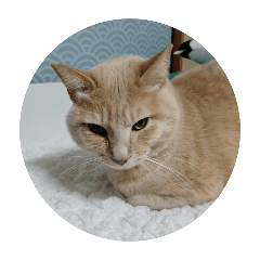 shikarin_20250428190702