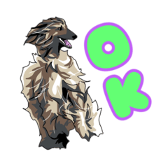 Afghan hound AL