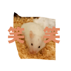 rui_20250428222729