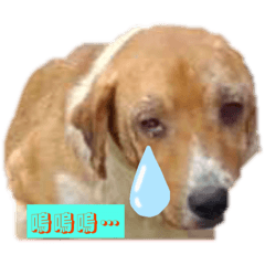 狗子寶貝
