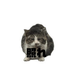 kurumi_20250428201954