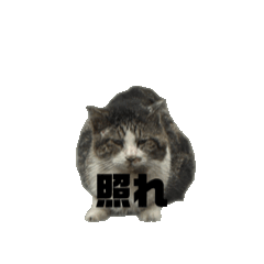 クルミさんと野良猫さんのアニメスタンプ