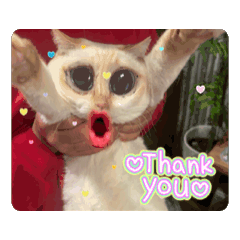 cat_20250428195246