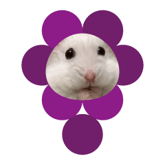 Hamster fruit