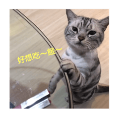Q哥