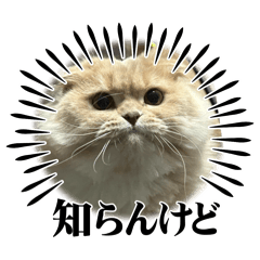 yayoi_20250428235830
