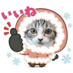 cat_20250429001055