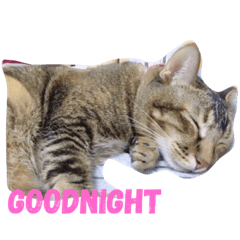 CatCatCattttt