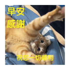 花生實用型貼圖