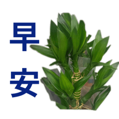 花花草草貼圖