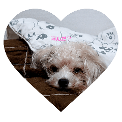 Hachi_20250429101748