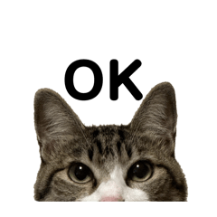 Mei_20250429103908