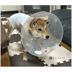 Aki_20250429144406