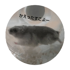 sukochi