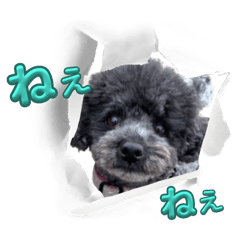 kuro_20250429184343