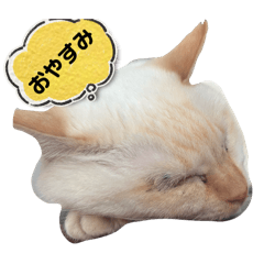 cat_20250429190336