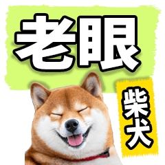big shiba inu
