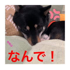 Kurumi_20250429215504