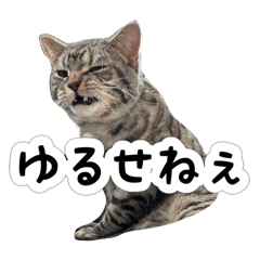 pon_20250429215841