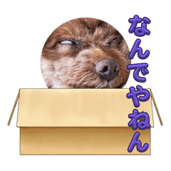 Followers of Moco_20250429183433