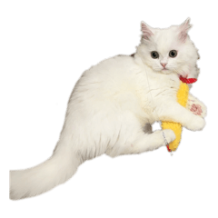 餅Meow
