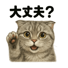 灰色スコティッシュフォールド猫の基本挨拶