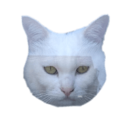suzukinoras