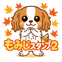 もみじ(保護犬キャバリア２)