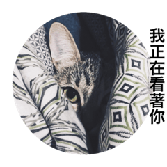 Tabby cat belly life diary