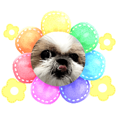 Shih Tzu Nana's Energetic Reaction