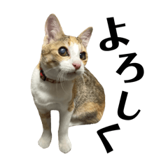 Sweet Cat Expressions