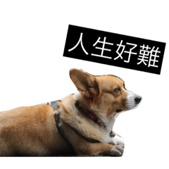 好狗沒好命