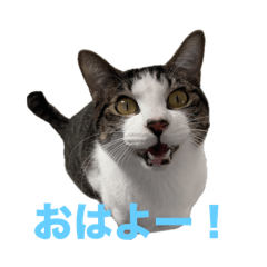 yuzu_neko_1