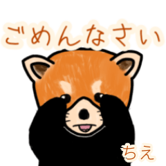 Chie's lesser panda
