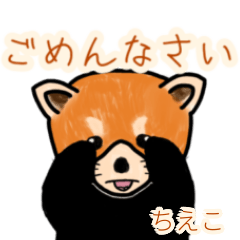 Chieko's lesser panda